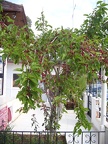 ST833735
